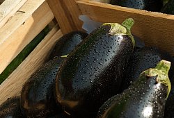 Aubergine - Symbolbild: Pixabay