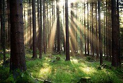 Irrfahrt durch den Wald - Nicolas Armer/dpa