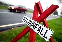 Wildunfall - Hauke-Christian Dittrich/dpa