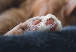 KAtze - Symbolbild: Pixabay