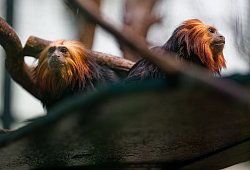 Goldkopflöwenäffchen "Xanti" und "Yara" im Zoo Köln - Henning Kaiser/dpa