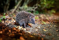 Ein Igel sitzt zwischen Laub auf einem Gehweg vor einem Gebüsch - Jonas Walzberg/dpa/dpa-tmn