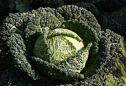 Grünkohl - Symbolbild: Pixabay