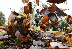 Herbstlaub - picture alliance/dpa