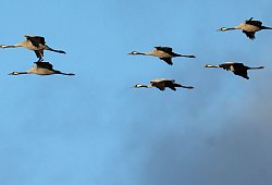 Kraniche - Sina Schuldt/dpa