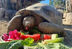 Galapagos-Schildkröte im Zoo von San Diego - San Diego Zoo Wildlife Alliance/AP/dpa