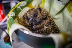 Igel Igelhilfe OWL Symbolbild - Daniel Salmon