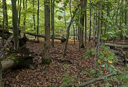 vs_heesten_-2 - 1 - LVL