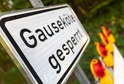 Gauseköte - Jannik Stodiek