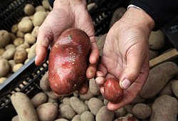 Zweimal "Laura": G&auml;rtnermeister Rainer Diekmann zeigt die gr&ouml;&szlig;te und die kleinste Kartoffel der roth&auml;utigen alten franz&ouml;sischen Sorte, die er beim Detmolder Wochenmarkt in seiner Kiste gefunden hat. - Bernhard Preuss