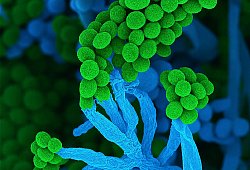 Der Schimmelpilz Penicillium - Ulrich K&uuml;ck/ Birgit Hoff/Vereinigung f&uuml;r Allgemeine und Angewandte Mikrobiologie/dpa