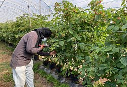 Ausbeutung von Migranten in Portugal - -/Portugiesische Kriminalpolizei Polícia Judiciária PJ/dpa