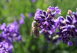 Artenvielfalt - Symbolfoto: pixabay.com