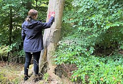 20251002_pm_klimaangepasstes-waldmanagement-2 - 1 - Stadt Lügde