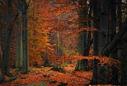 Symbolbild Klimawildnis - 1 - Symbolbild: Pixabay/tyna_janoch