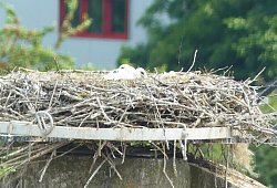 nest_1 - 1 - Landesverband Lippe