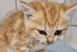 Katze - Stadt Lemgo