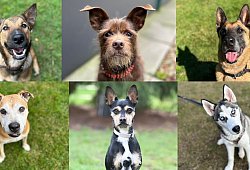 das-isses - Tierschutzverein Bielefeld