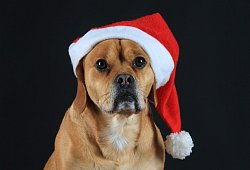 Ein Hund mit Weihnachtsm&uuml;tze - Jens Wolf/dpa-Zentralbild/dpa-tmn