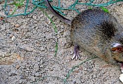 Ratte - Dpa