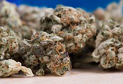Marihuana - Symbolbild: Pixabay