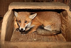 schliefenanlage-fuchs - Archivfoto: Vera Gerstendorf-Welle