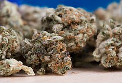 Cannabis - Pixabay.
