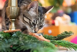 Katze schnuppert an Weihnachtsdeko - Franziska Gabbert/dpa-tmn