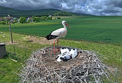 250523-elbinxenstorche7 - Robin Jähne