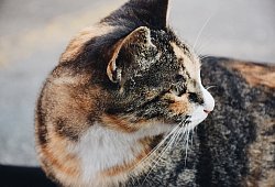 Katze - Symbolbild: Pixabay