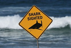 Haiattacke in Australien - Mark Baker/AP/dpa