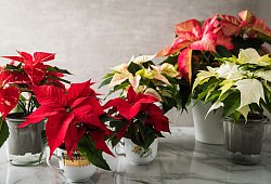 Weihnachtssterne - Christin Klose/dpa-tmn