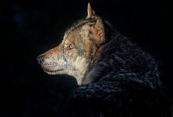 Wolfssichtung - Angela/Pixabay