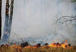 Waldbrand - 1 - Archivfoto: Wald und Holz NRW / T. Deckert