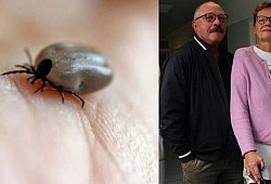 FSME-Erkankung - Janet König