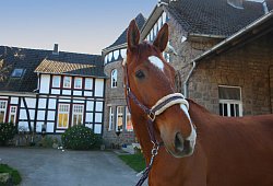 Pferd - Vera Gerstendorf-Welle