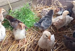 kitasternschnuppe_kueken-4 - 1 - Stiftung Eben Ezer