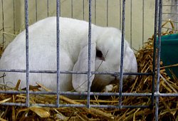 kanin-5 - 1 - Rudi Rudolph