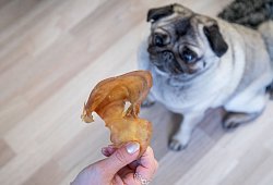 Frau gibt ihrem Hund ein Schweineohr als Snack - Christin Klose/dpa-tmn