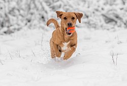 Ein Hund mit einem Ball im Maul l&auml;uft im Schnee - Benjamin Nolte/dpa-tmn