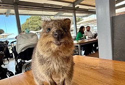 Quokkas auf Rottnest Island - Carola Frentzen/dpa