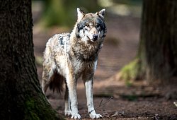 Wolf - Alexander Heinl/dpa