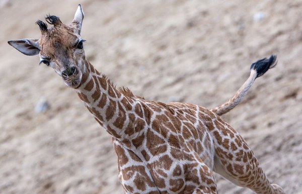 Giraffen-Bulle Mojo erkundete erstmals das Außengehege des Schweriner Zoos. - © Jens Büttner/dpa
