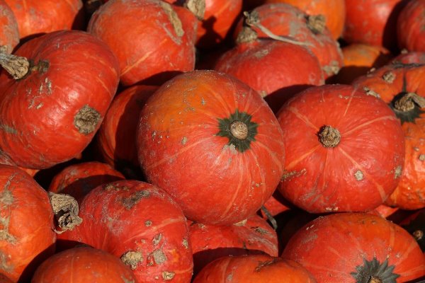 Bei der Preisentwicklung für Obst und Gemüse zeichnen sich für die Verbraucher langsam Verbesserungen ab. (Archib-Bild) - © picture alliance / dpa