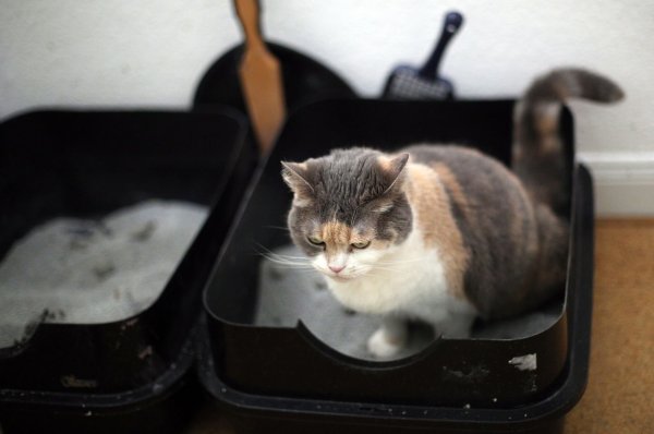 Mögen es sauber: Mindestens einmal am Tag sollte man das Klo reinigen, damit sich die Katze wohlfühlt. - © Ina Fassbender/dpa-tmn