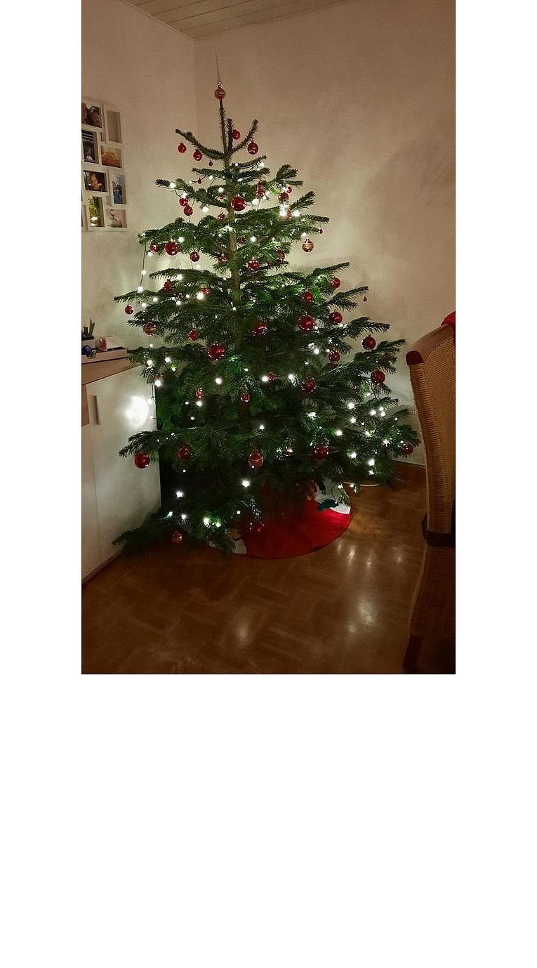 Weihnachtsbäume in Lippe