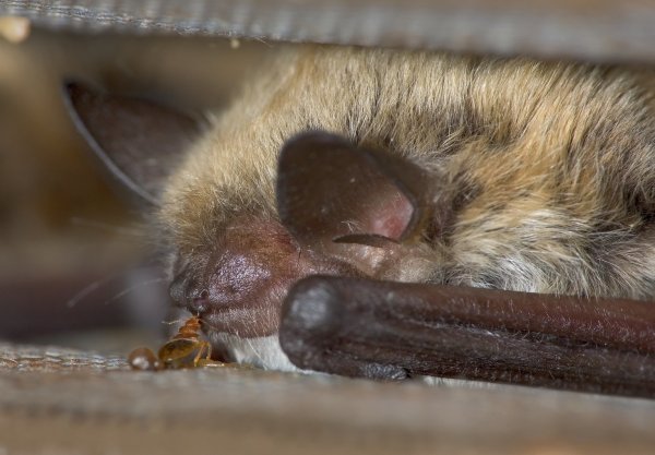 Bettwanze und Fledermaus - © Foto: Mark Chappell/University of Cailfornia, Riverside
