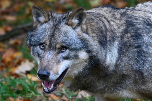 Ein Wolf läuft durch einen Wald. - © Swen Pförtner/dpa/Symbolbild