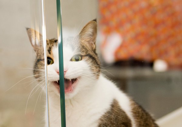 Warum Katzen dauernd miauen - © Foto: Inga Kjer