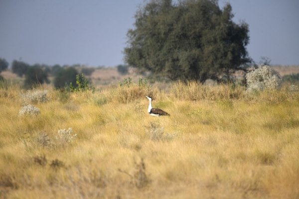 Seltenheit: Laut WWF gibt es nur noch rund 200 Hindutrappen. - © Radheyshyam Bishnoi/ERDS Foundation/dpa